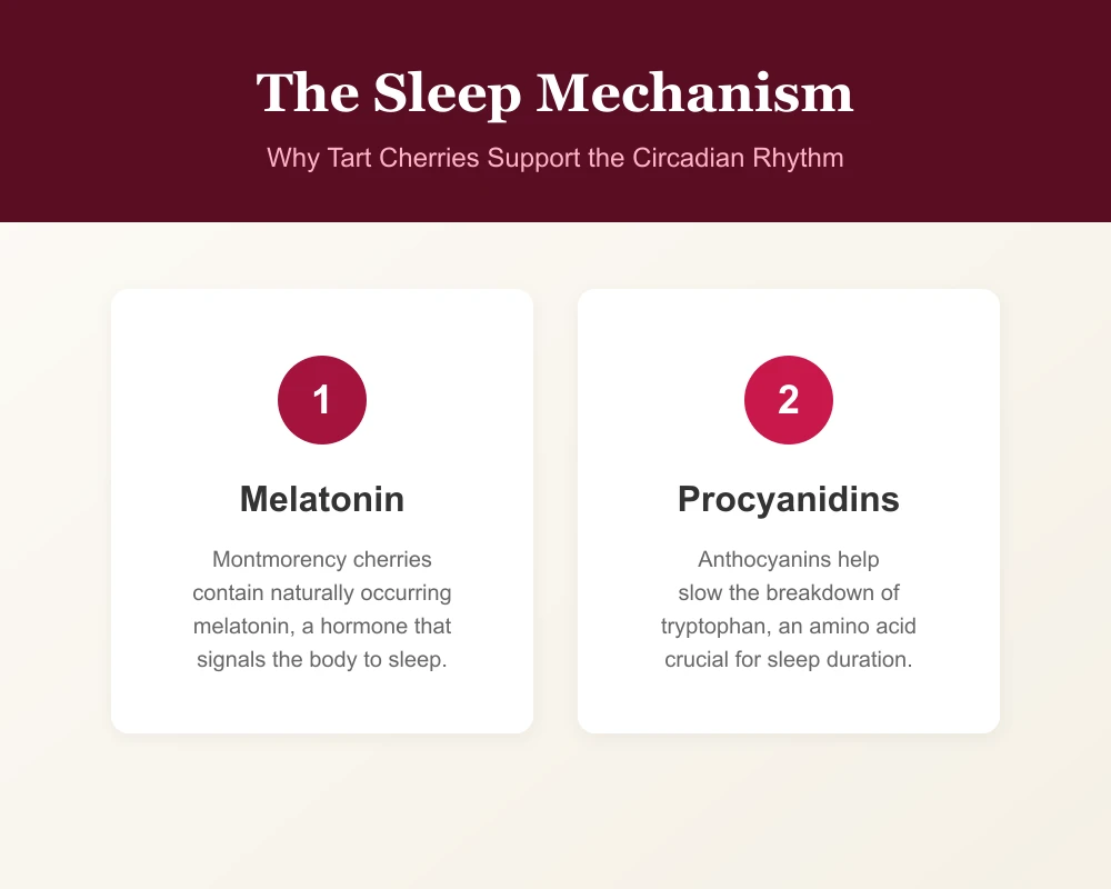 Graphic explaining the melatonin and procyanidin sleep mechanisms in tart cherries