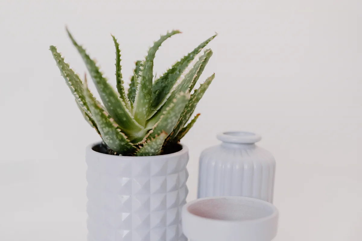 Aloe vera plant growing in a white pot on a table