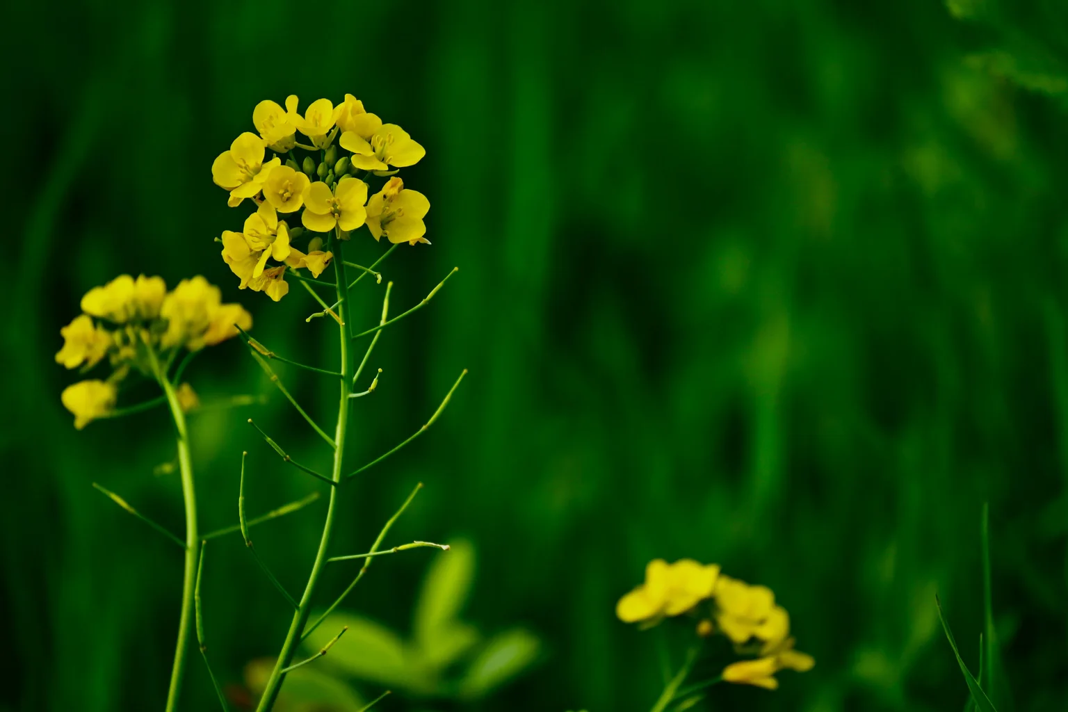 Yellow mustard flowers growing against a deep green field