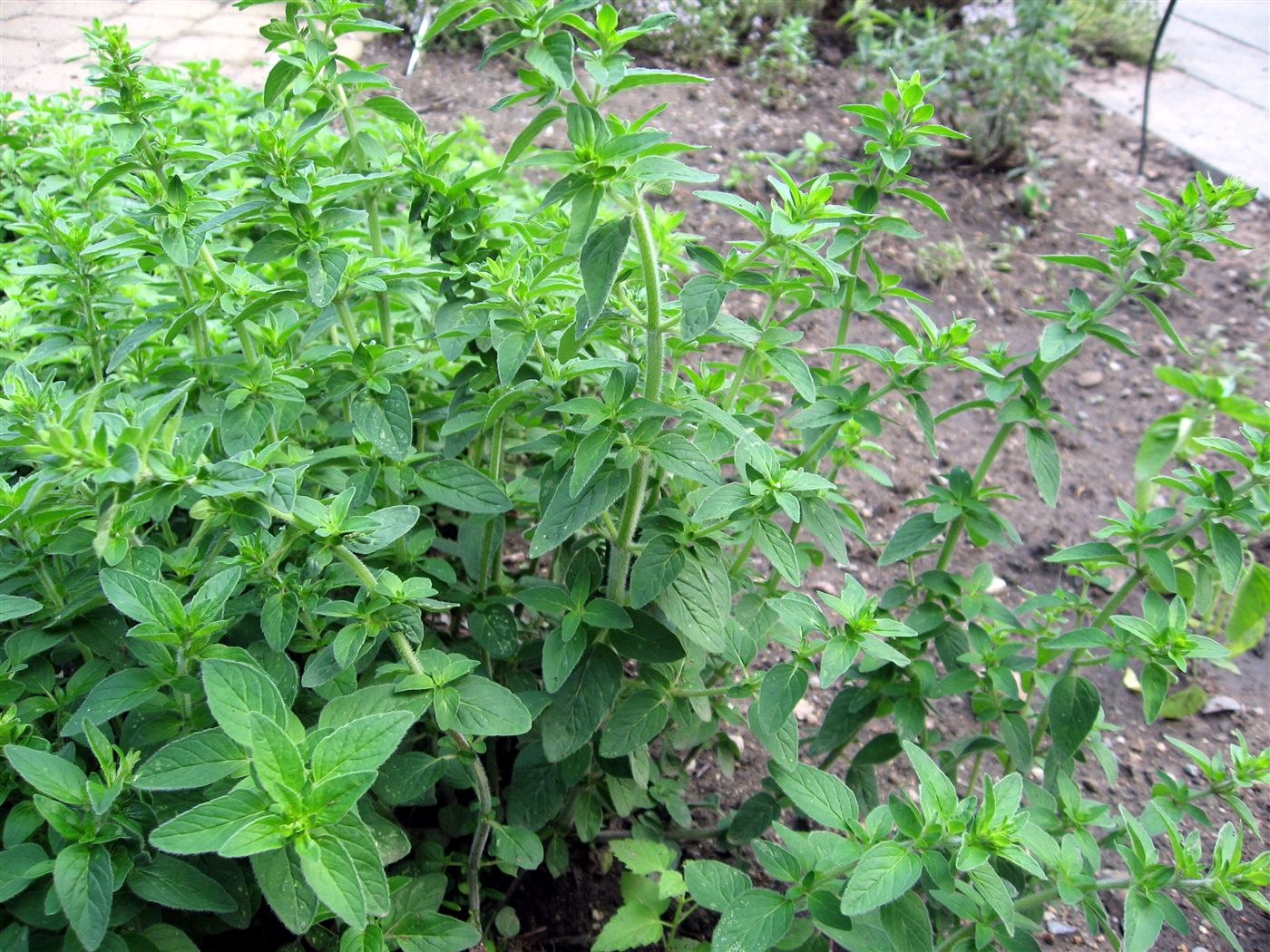 Oregano plant growing outdoors
