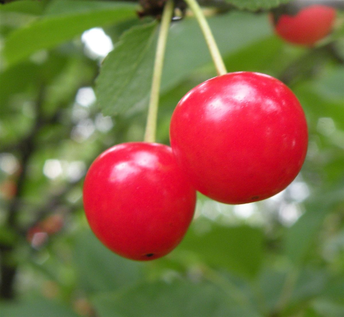 Fresh tart cherries piled together