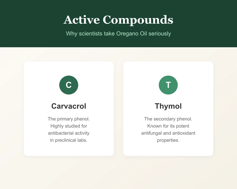 Graphic explaining the active compounds carvacrol and thymol